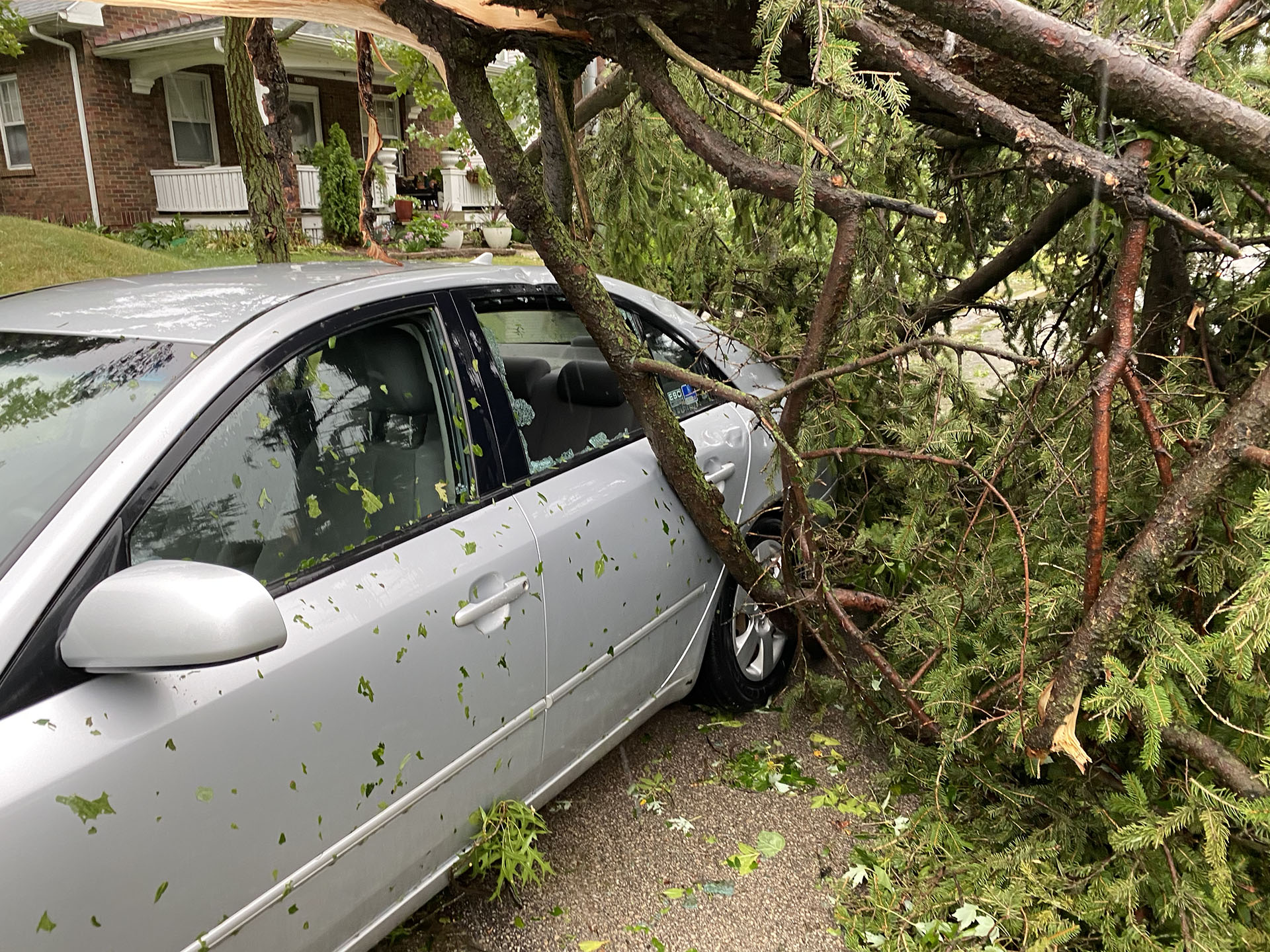 A gray car is spattered with leaf debris from high winds. On top of the car, an evergreen tree has collapsed, shattering the window.