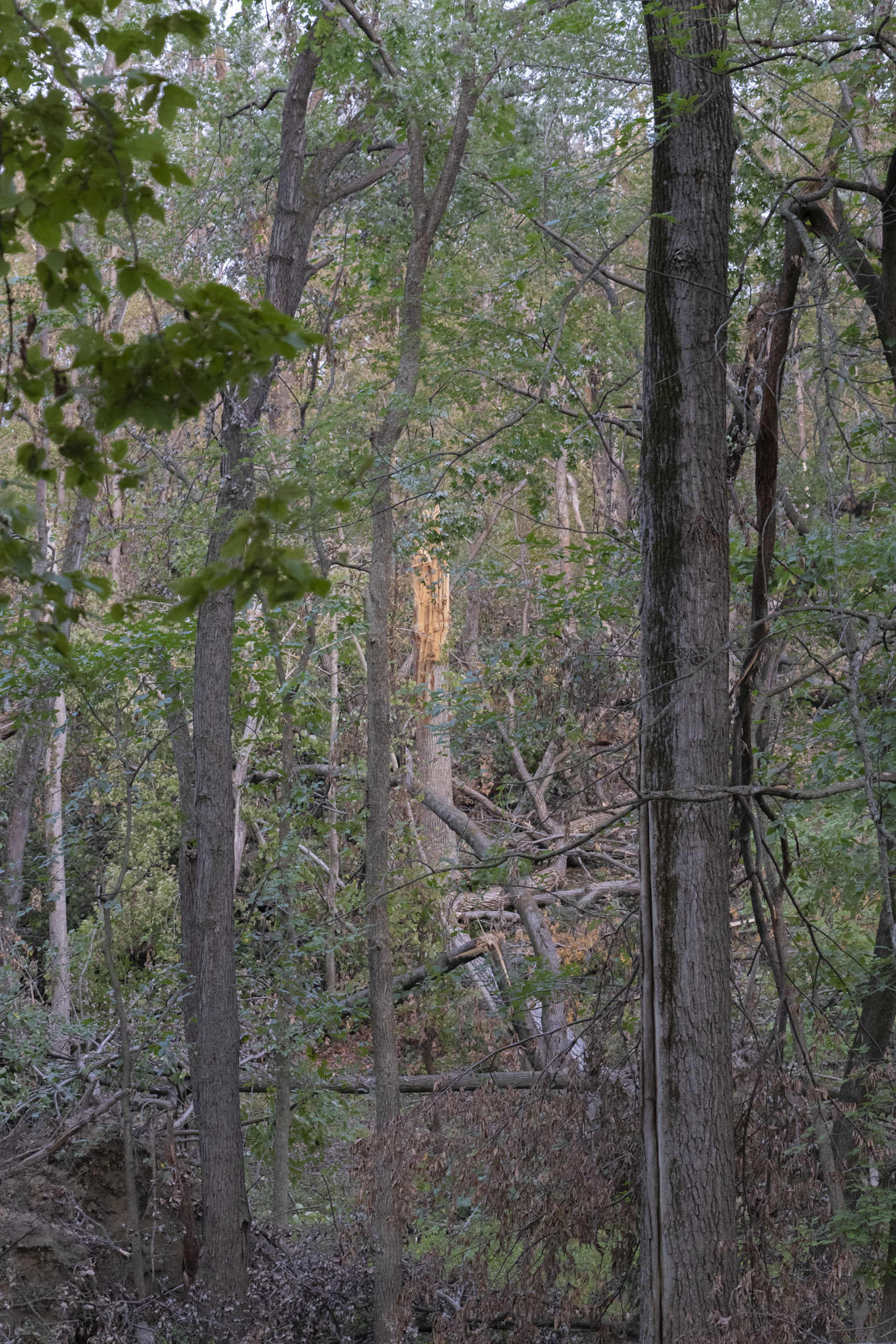 Trees in a forest park are broken and in disarray. Some trees are standing while others have broken limbs, and still others are broken in half.