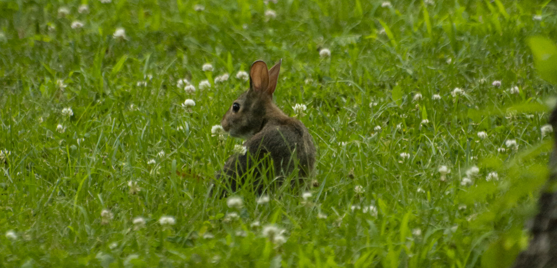 A bunny eats grass on a lush, green lawn in July 2020.