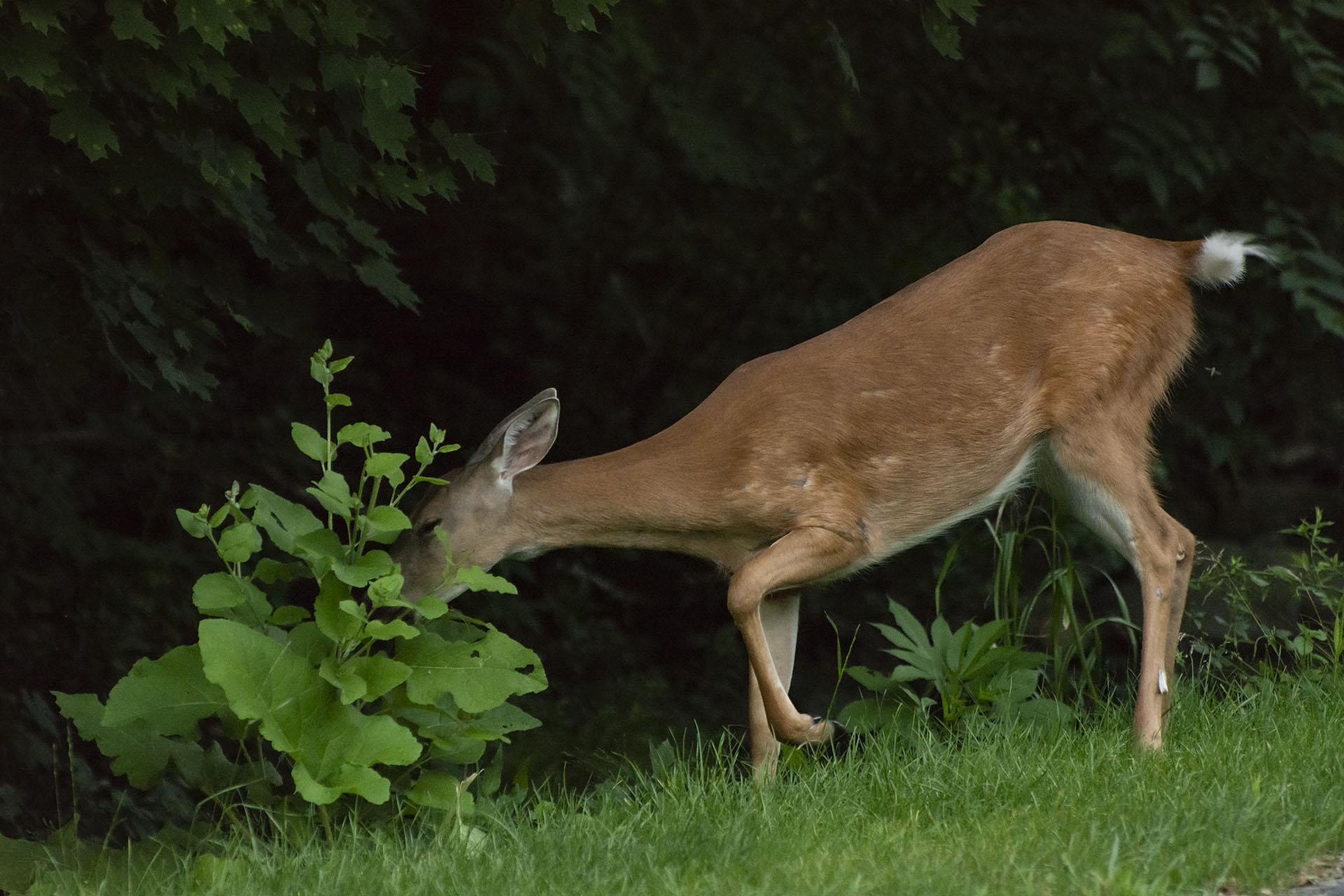 A deer eats foliage and swats flies away with its tail. 