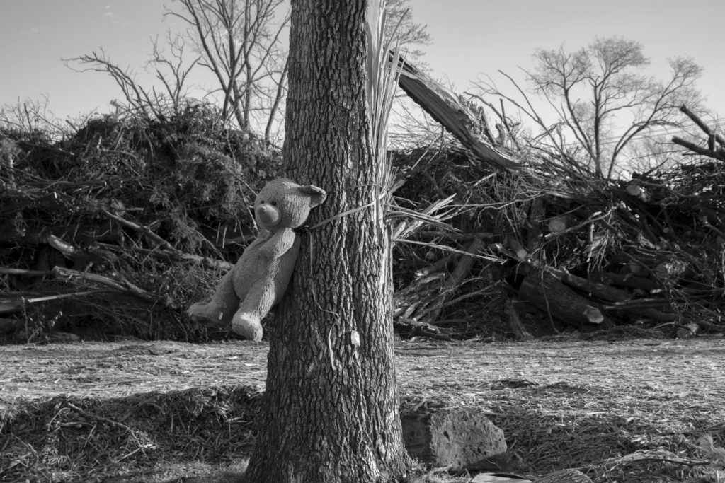 black &amp; white: a teddy bear is strapped to a tree trunk that has snapped in half during derecho. The tree trunk is marked with an "x" and it stands in the center of piles of tree limbs and trunks.