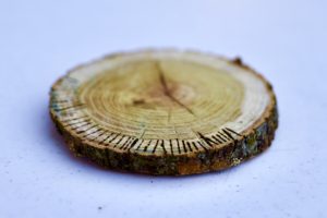 log slice with dark lines drawn perpendicular to its rings, viewed from slightly behind and above 