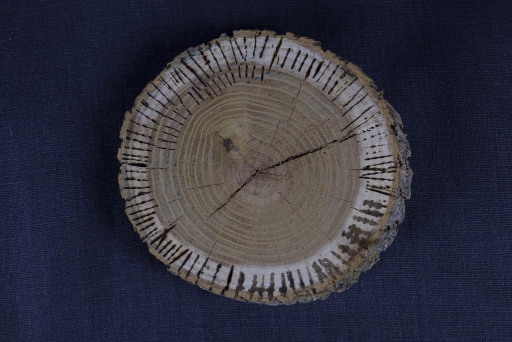 log slice with a crack in the center and all the way around the edge, lines burned into it with a pyrography pen, mostly on the lighter wood along the edge, perpendicular to the tree rings